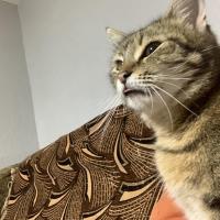 Avatar of Denys Siorak