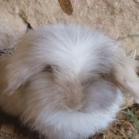 Avatar of Shahrouz Khalil