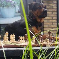 Siem van Dael's avatar