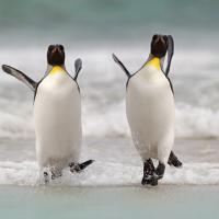 sigmalonewolf6's avatar