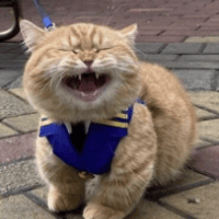 Simon Elgersma's avatar