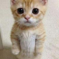 Sitora Saparova's avatar