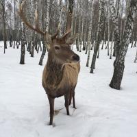 Avatar of Snow-Deer01