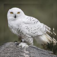 Avatar of Snowy Owl