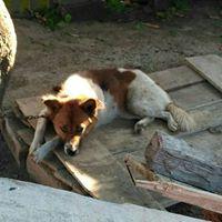 Avatar of Bagus Nugroho