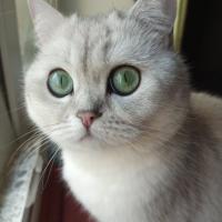 Ihor Samunenkov's avatar