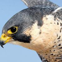 Avatar of Максим Герасименко