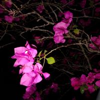 Avatar of Hongjun Chen