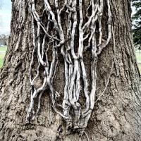 Avatar of SpenciltonFragmeyer