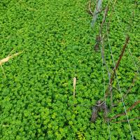 Avatar of StefanoBorl