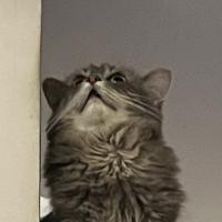 Avatar of stephanchacha