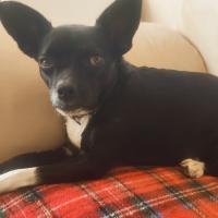 Avatar of strikerperruno