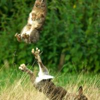 Avatar of stupidhare