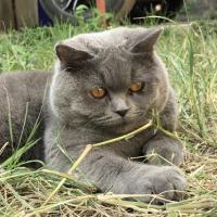 Avatar of Sumerian75