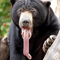 Avatar of sunbearsrock