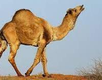 Avatar of Prin Laohawirapap