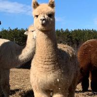 Avatar of Brandon Xie