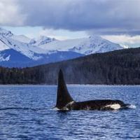 Avatar of Dharma Tjiam