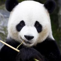 Avatar of Davide Olivetti