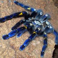 Avatar of Kirill Chukavin