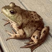 Avatar of Tater333Salad