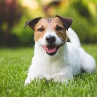 Avatar of tauyekel2021