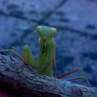 Avatar of Thomas Carroll