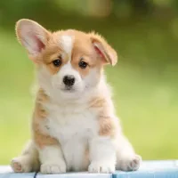 Pablo Mocca's avatar