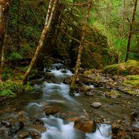 Avatar of TempleDose