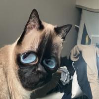 Avatar of Terrasse_Chauffee