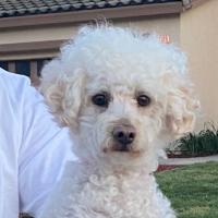 Avatar of Tesar_Inch_exav