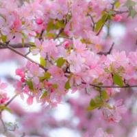 Avatar of Hussain Malik