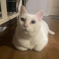 Avatar of Thanawin_Earth