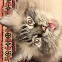 Avatar of The1ChessCat