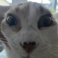 Avatar of jean pierre