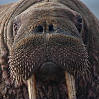 Avatar of Joseph Zeltsan