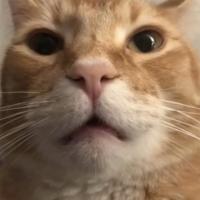 Avatar of TheGambitSlayer