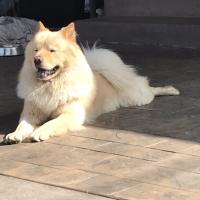 Avatar of thewolfsolutions