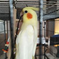 Avatar of Daniele Costa