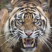 Avatar of tiger20192019