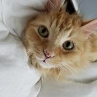 Avatar of TigerTiggy