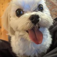 TinkyToodles's avatar