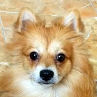 Avatar of Bosco Gionini