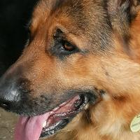 Avatar of Tomatowpower