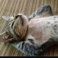 Avatar of Талгат Касыбаев