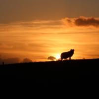 Avatar of Malcolm Armstrong