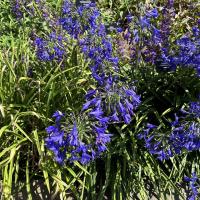 Avatar of V Greenfield