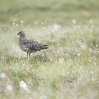 Avatar of Tor Sveinung Vagle