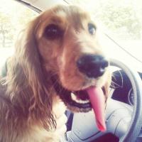 Avatar of Dennis Brokken