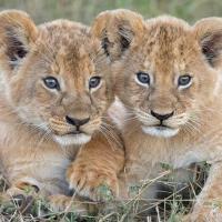 Avatar of Two-Lions